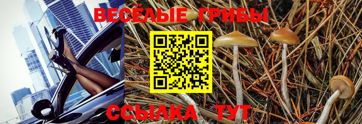 Псилоцибиновые грибы Psilocybine cubensis Россия